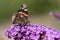 A side portrait of an vanessa atalanta butterfly, also called a red admiral. The insect is sitting on the flowers of a pink