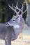 Side portrait view of whitetail buck with lots of kickers on rack