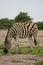 Side on portrait of wild Burchell`s Zebra Equus quagga burchellii grazing Etosha National Park, Namibia