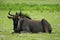 Side on portrait of Wildebeest Connochaetes taurinus resting Etosha National Park, Namibia