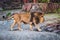 Side portrait of a young Asian lion, lat. Pantera leo persica, in sunny day. The head with splendid mane of the King of beasts