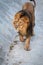 Side portrait of a young Asian lion, lat. Pantera leo persica, in sunny day. The head with splendid mane of the King of beasts