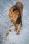 Side portrait of a young Asian lion, lat. Pantera leo persica, in sunny day. The head with splendid mane of the King of beasts