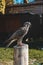 Side profil of a falcon standing on a tree