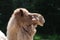 Side Profile of a Bactrian Camel