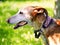 Side profile of a big short-haired Podenco Canarios