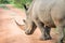 Side profile of a big White rhino male