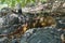 Side profile of a bright yellow adult land iguana, iguana terrestre on a rock and a small lizard just behind him at South Plaza