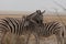 Side profile of a Burchells or Plains zebra female and calf with their heads and necks next to each other , facing the viewer, in