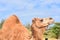 Side Profile of a Camel in the Desert