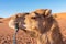 A side profile of a camel with a rope in its mouth and a desert landscape in the background