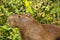 Side Profile of Capybara against Bush