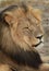 Side profile of Cecil the iconic Hwange Lion