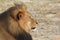 Side profile of Cecil the iconic Hwange Lion