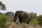 Side profile of a elephant bull with large tusks walking in the bushveld. Location: Kruger National Park, South Africa