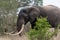 Side profile of a elephant bull with large tusks walking in the bushveld. Location: Kruger National Park, South Africa