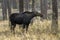 Side profile of a female moose