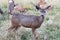 Side profile of a female mule deer