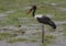 side profile of female saddle-billed stork standing alert and hunting in the wild marshes of amboseli national park, kenya