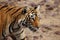 Side profile of a female tigress