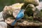 Side profile of female Verditer Flycatcher bird in blue standing