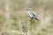 Side profile of female western bluebird