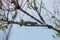 Side profile of a Flap Neck Chameleon - Chamaeleo dilepis - on a tree branch, looking straight at the viewer.  Location: Kruger