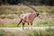 Side profile of a Gemsbok.