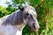 Side profile grey Horses portrait in outdoor