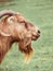 Side Profile of a Horned, Bearded Goat with Golden Eyes