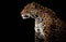 Side profile of a jaguar