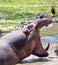 Side profile of large hippo with mouth wide open yawning