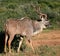 Side profile of large kudu bull antelope