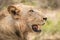 Side profile of a Lion in the Kruger National Park.