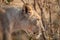 Side profile of a Lioness in the bush