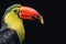 Side profile of a magnificent toucan bird