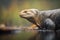 side profile of a monitor lizard hunting in a swamp