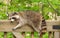 Side profile of a mother raccoon lying on a deck railing.