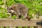 Side profile of a mother raccoon perched on a deck railing.