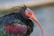 Side profile of a northern bald ibis