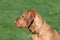 Side profile portrait of a Vizsla Puppy