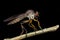 Side profile of a robberfly