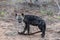 Side profile of a spotted hyena cub - Crocuta crocuta  -  outside his den. Location: Kruger National Park, South Africa