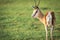 Side profile of a Springbok in Etosha.