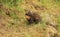 The side profile of a stunning Pine Marten Martes martes in the highlands of Scotland standing on the grass.