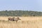 Side profile of two adult warthogs in the Masai Mara