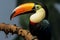 Side profile view of a magnificent and colorful toucan bird