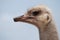 Side Profile View of an Ostrich Against a Blue Sky