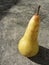 Side profile view of single yellow ripe pear casting shadow on the ground in a sunny day