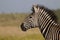 Side Profile Zebra in front of Savanna